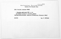 Puccinia valantiae image